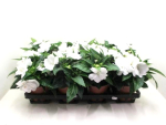 Impatiens Neu-Guinea weiß