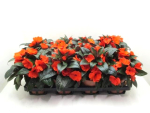 Impatiens Neu-Guinea Rottöne