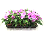 Impatiens Neu-Guinea Lila-/Fliedertöne