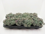 Sedum "Painted Pebble"
