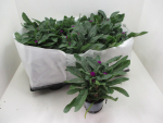 Gomphrena glob. lila