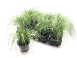 Carex comans "Mint Curls"