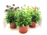 Dianthus barb. Kübel