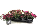 Sedum "Spot on" Deep Rose