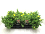 Potentilla