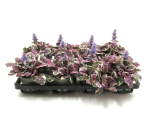 Ajuga buntlaubig