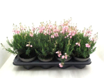Daboecia cantabrica rosa
