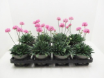 Armeria pseudoarmeria rosa
