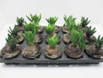 Hyacinthus  1pp Mix