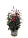 Lobelia Kübel rot