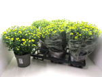 Chrysanthemum ind. gelb