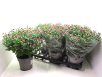 Chrysanthemum ind. lila