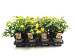 Hypericum