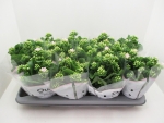 Kalanchoe gefüllt weiß