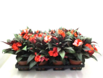 Impatiens Neu-Guinea orange-weiß