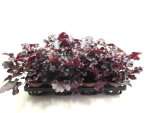 Heuchera rot