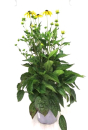 Rudbeckia fulgida Kübel