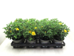 Chrysanthemum  ind. gelb
