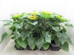 Helianthus annuus