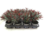 Euphorbia "Purpur"