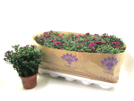 Aster nb. 'Showmakers' magenta