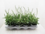 Lysimachia clethroides