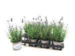 Lavandula ang.