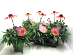 Echinacea purp. orange