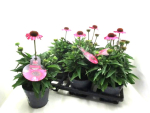 Echinacea purp. rosa
