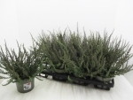 Calluna "Sunset" Zalina