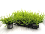 Calluna "Sunset" Zeta