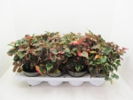 Houttuynia cordata