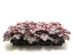 Heuchera Rot/Braun-Töne