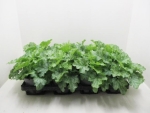 Heuchera grün