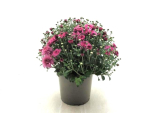 Chrysanthemum ind. Kübel