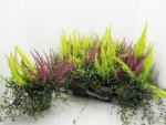 Calluna + Mühlenbeckia + Arborea