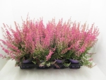 Erica gracilis pink