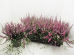 Calluna + Mühlenbeckia lila