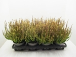 Calluna "Sunset" Zorina
