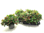 Gaultheria procumbens