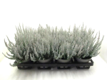 Calluna "Sunset" Fluffy