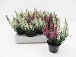 Mini Calluna Twin