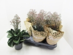 Kalanchoe "Canyon"