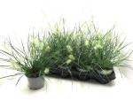 Pennisetum alopec. "Hameln"
