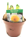 Narcissus  "Slim Whitman"