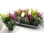 Calluna "Uptown Girl"