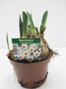 Narcissus  "Barret Browning"