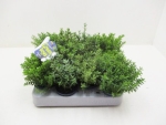Mini Hebe Mix