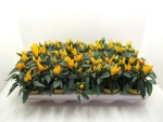 Capsicum annuum 'Salsa Yellow'