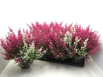Erica gracilis Twins